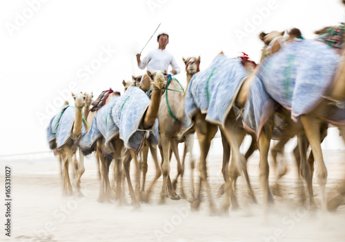blurred image of running camels in Rub al Khali Desert at the Empty Quarter, in Abu Dhabi, UAE