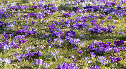 фотографія Krokusse (Crocus)