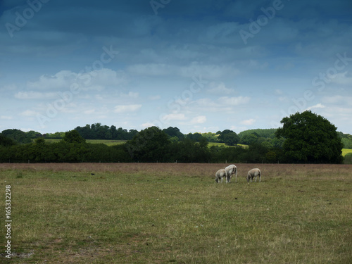 sheep grazing in an english country farm field