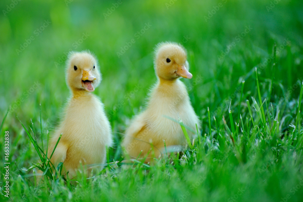 Small duck on a green field