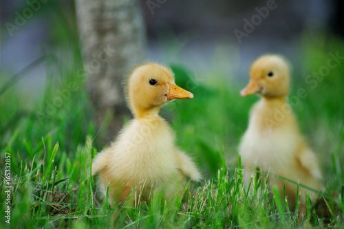Small duck on a green field
