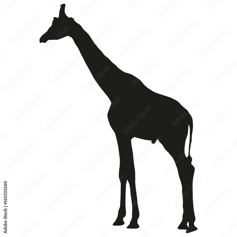 Obraz premium Vector image of a giraffe. Silhouette of the giraffe.