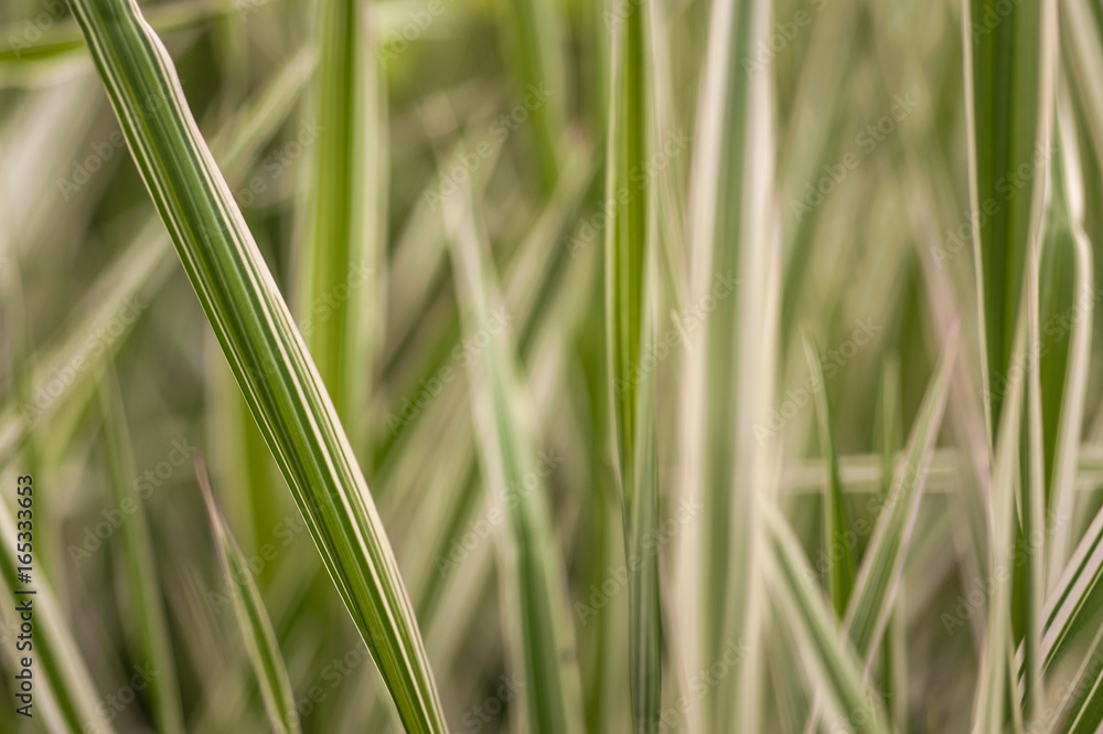 Macro shot of the grass Macro shot of the grass