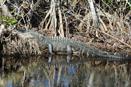 Florida, Everglades, Birds, alligators and Limulus