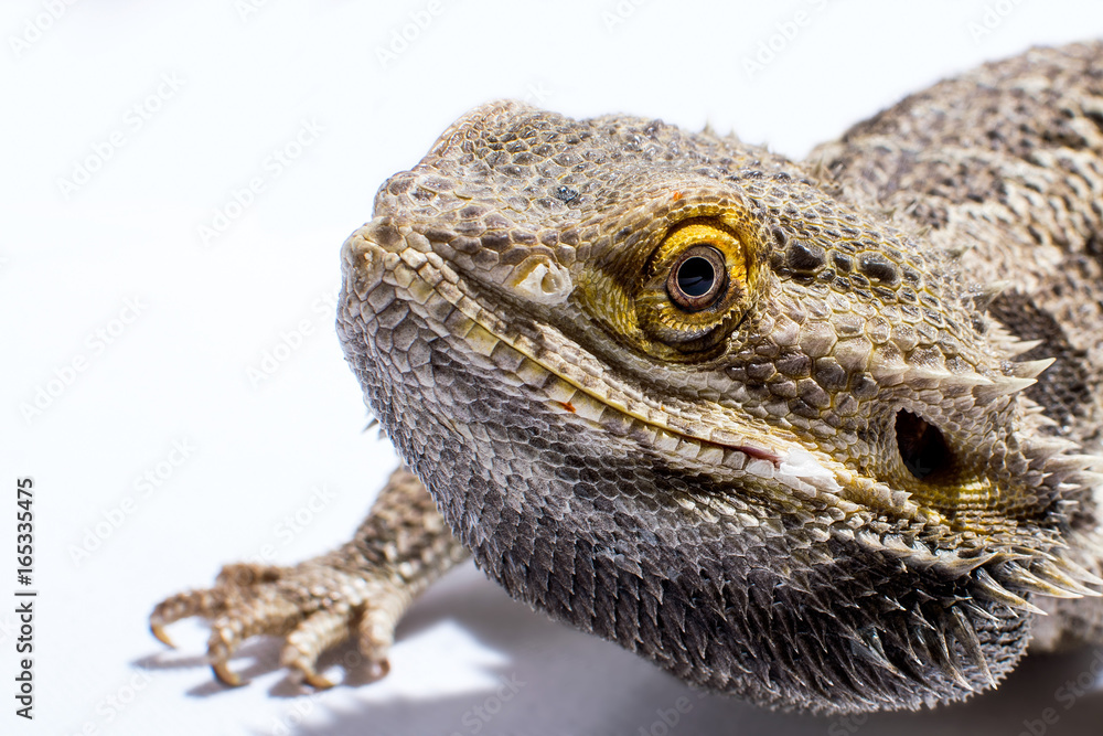 Obraz premium Bearded Dragon