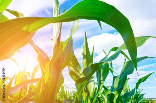 Corn leaves on blue sky background