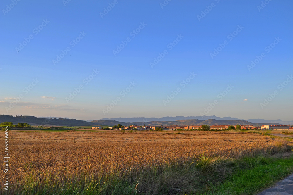 Golden twilight in countryside wheat field with village background.