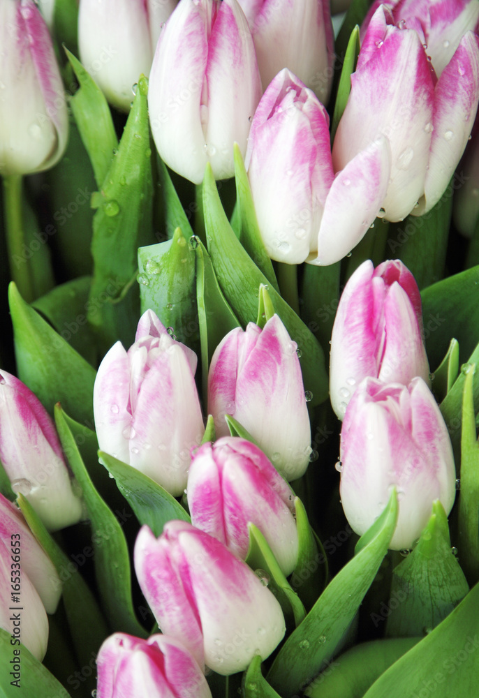 Tulpen Tulpen