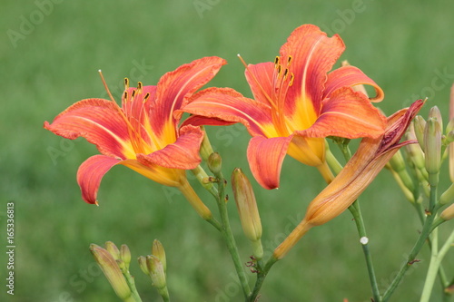 Fototapeta Naklejka Na Ścianę i Meble -  Orange day lily (Hemerocallis) beside an old country road. Day lilies are rugged, adaptable, vigorous perennials and comes in a variety of colors

