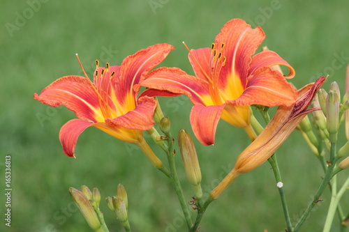 Orange day lily  Hemerocallis  beside an old country road. Day lilies are rugged  adaptable  vigorous perennials and comes in a variety of colors    