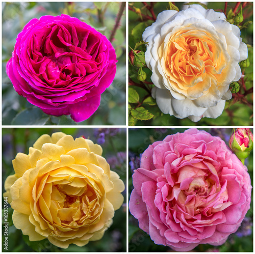 Four English rose in the garden on a sunny day - purple, white, yellow, pink photo