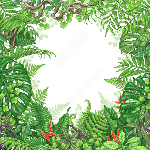 Tropical Plants  Frame