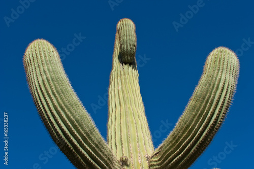 Phenix Arizona, USA, 2017, cactus plants with animals