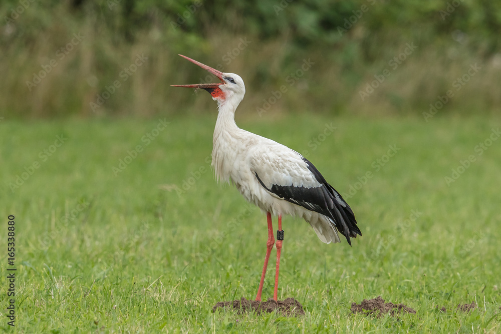 Fototapeta premium storch