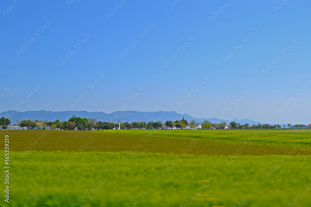 Endless green wheat fields with blue sky in background. Endless green wheat fields with blue sky in background.