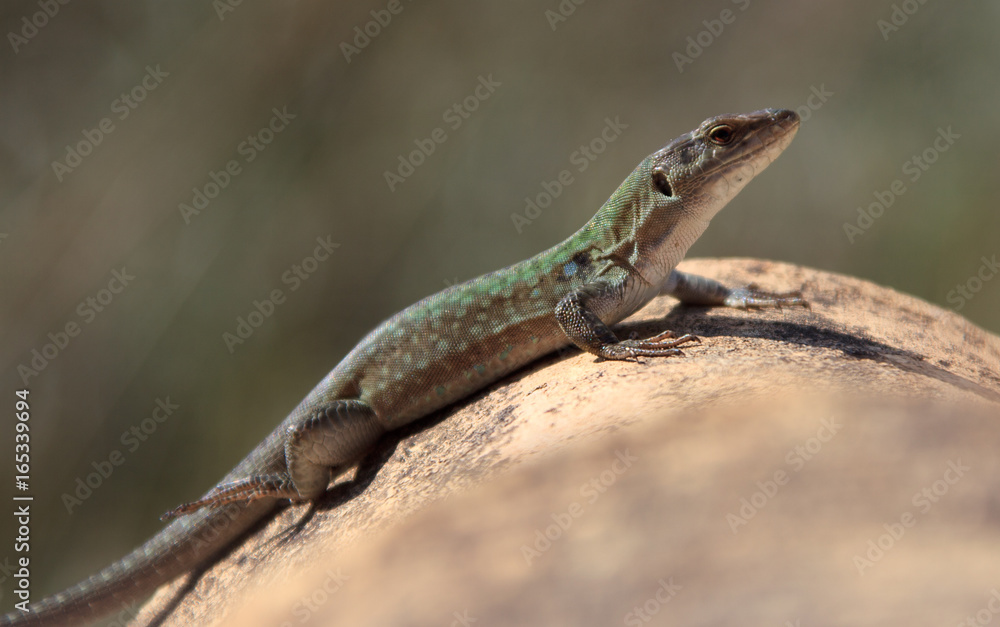 Sicily, Italy, Italia, Lizard on stone in the sun, 2017 Sicily, Italy, Italia, Lizard on stone in the sun, 2017