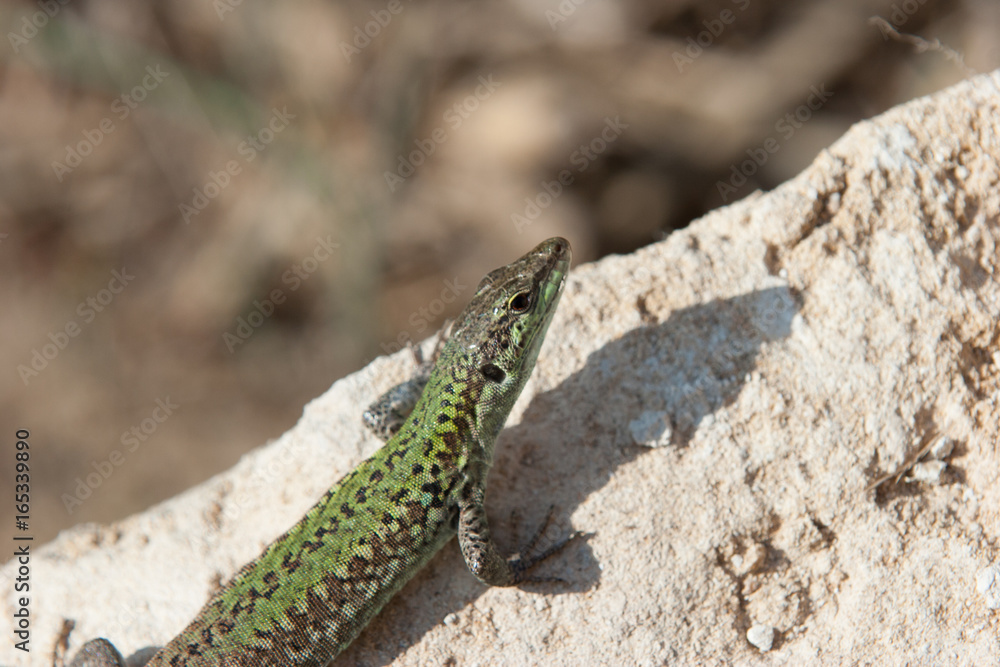 Sicily, Italy, Italia, Lizard on stone in the sun, 2017 Sicily, Italy, Italia, Lizard on stone in the sun, 2017