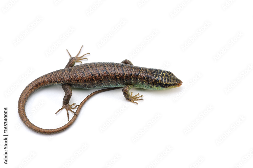 Olive tree skink isolated on white background Olive tree skink isolated on white background