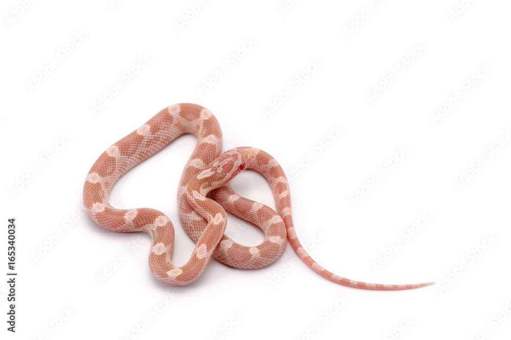 Corn snake isolated on white background Corn snake isolated on white background