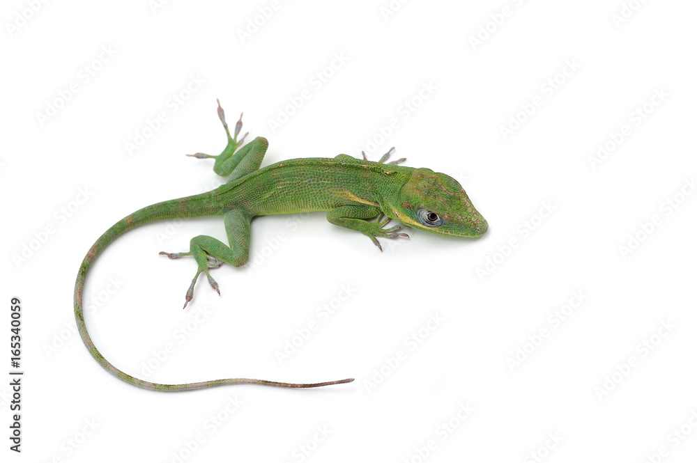 Knight Anole isolated on white background Knight Anole isolated on white background