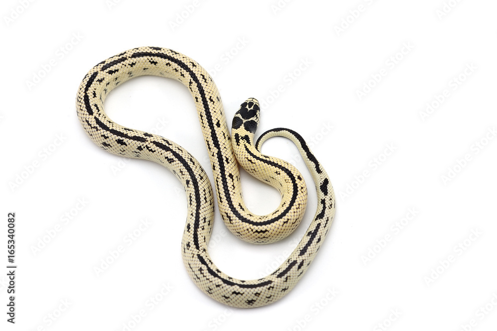 Obraz premium King snake isolated on white background