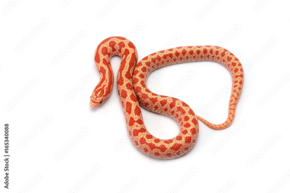 King snake isolated on white background King snake isolated on white background