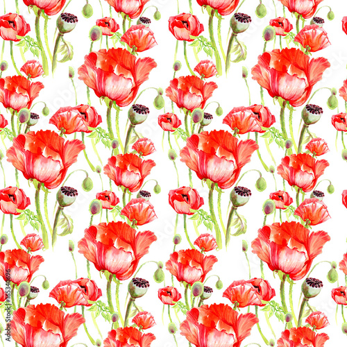 Wildflower poppy flower pattern in a watercolor style. Full name of the plant  poppies. Aquarelle wild flower for background  texture  wrapper pattern  frame or border.