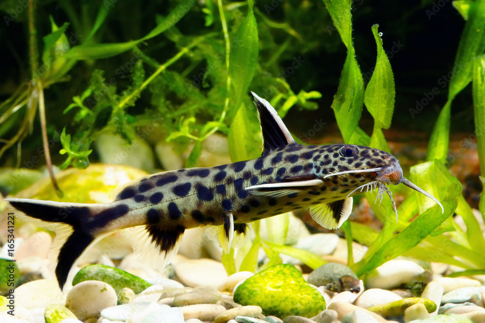 Synodontis petricola, cucko catfish, or the pygmy leopard catfish
