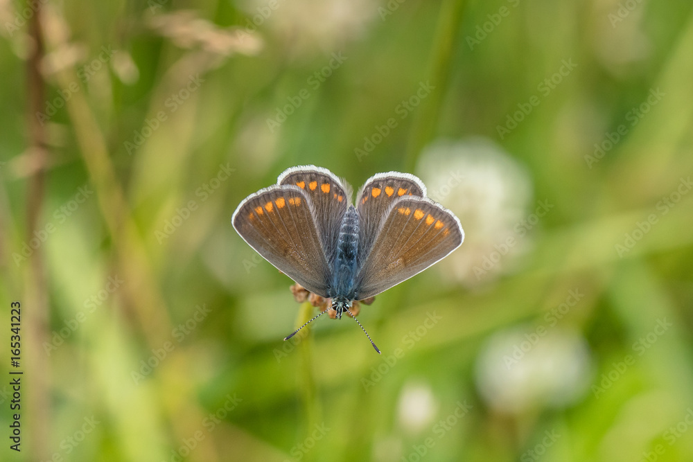 Obraz premium bläuling weibchen
