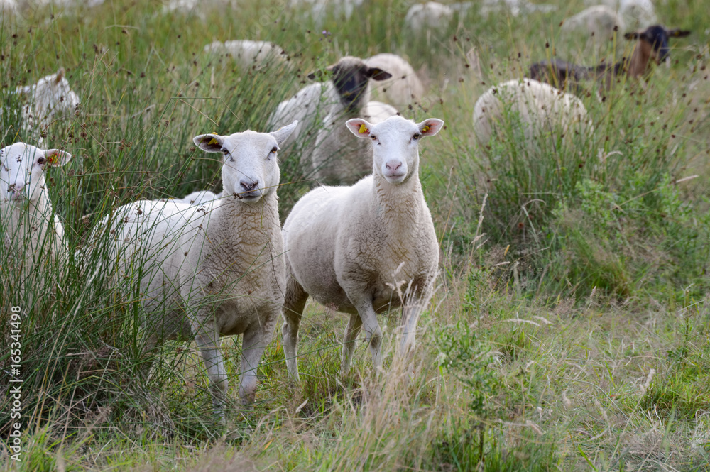 Schafe auf Weide in der Lohe Schafe auf Weide in der Lohe