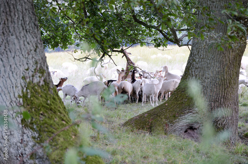 Ziegen unter einem Baum in der Lohe photo