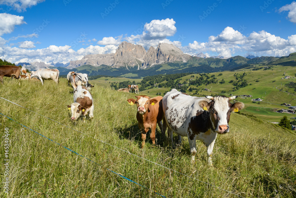 Kühe auf der Seiser Alm / Südtirol