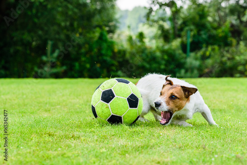Engaged dog actively playing with football (soccer) ball © alexei_tm