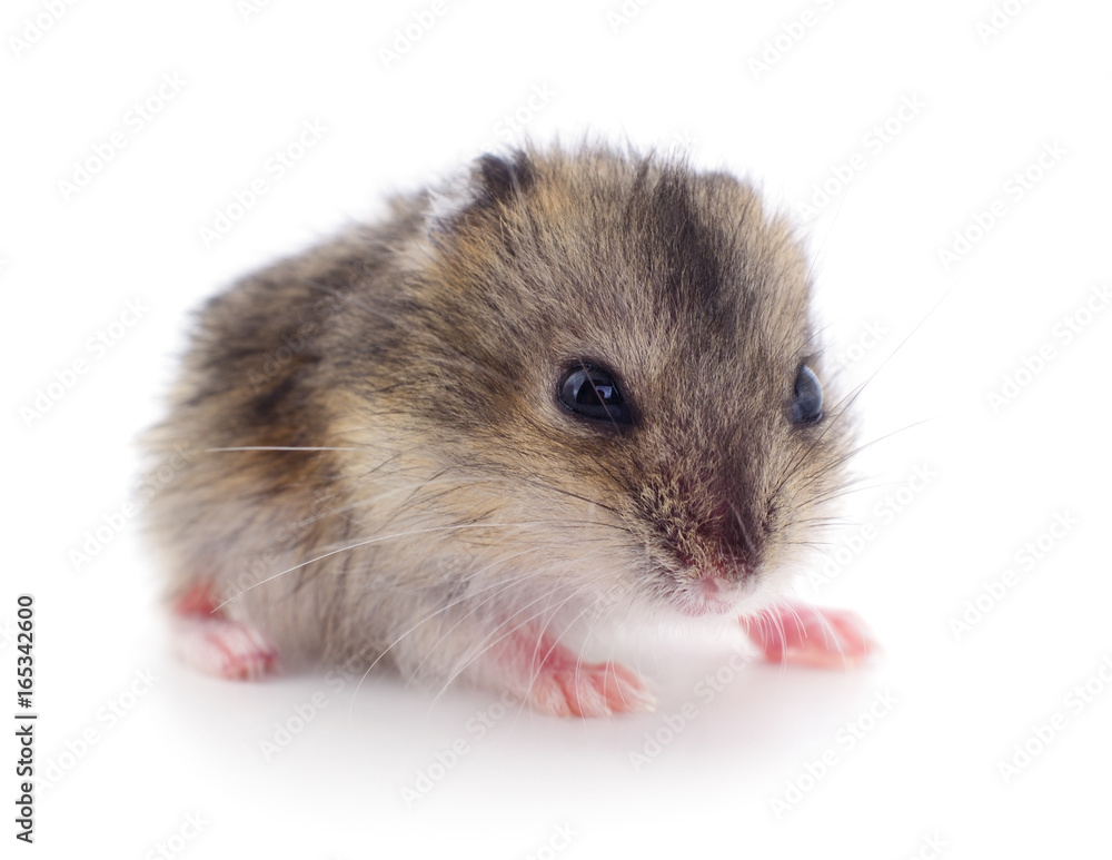 Small domestic hamster.