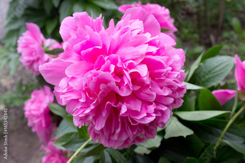 Peony flower