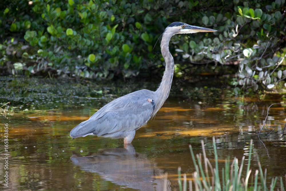 Florida, USA, Everglades, Aligators, crocodiles and birds, fishing Florida, USA, Everglades, Aligators, crocodiles and birds, fishing