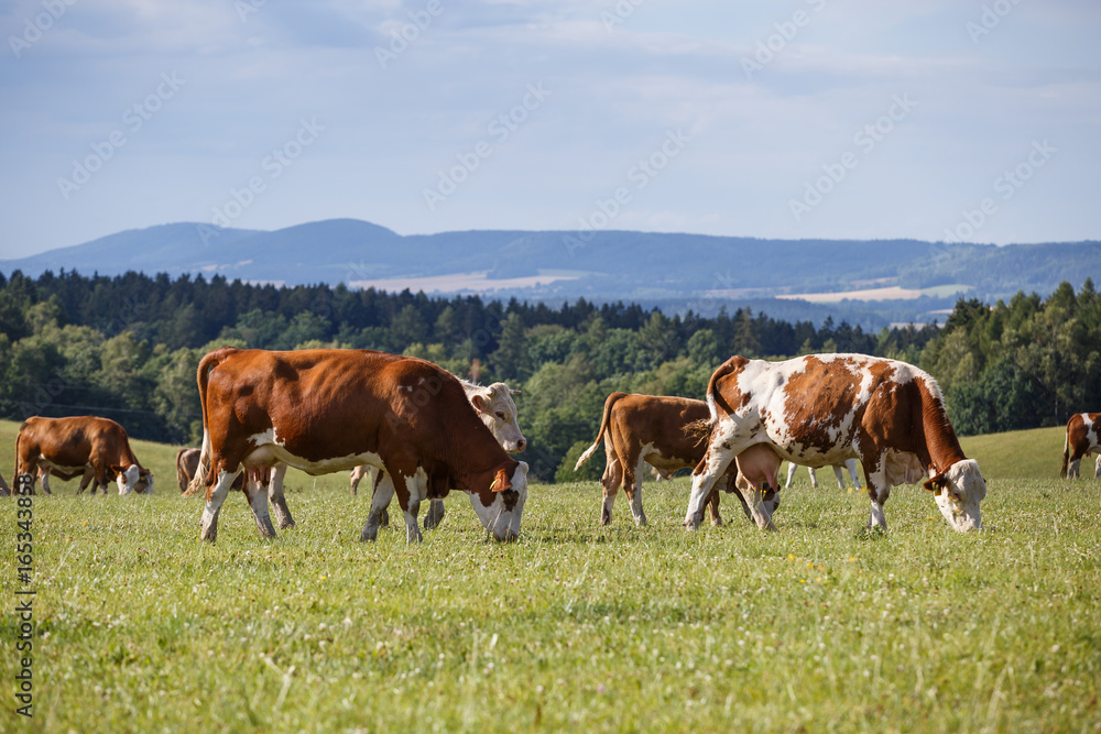 Herd of cows and calves grazing on a green meadow