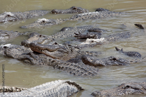 Florida, USA,  Everglades, Aligators, crocodiles and birds, fishing