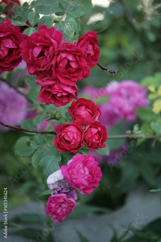 piękne różowe róże - naturalny żywopłot