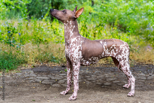 Close up portrait One Mexican hairless dog (xoloitzcuintle, Xolo) in full growth on a background of green grass and trees in the park photo