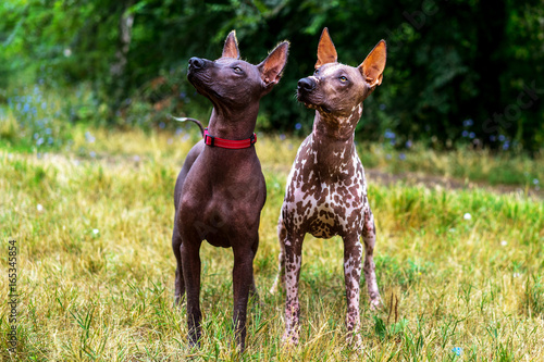 Bild auf Leinwand Close up portrait two Full length portrait of a Mexican hairless dog (xoloitzcui