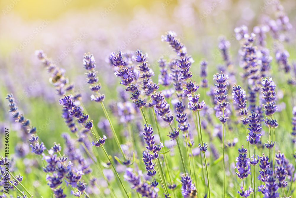 Obraz premium Lavender flower blooming scented field. Bright natural background with sunny reflection.