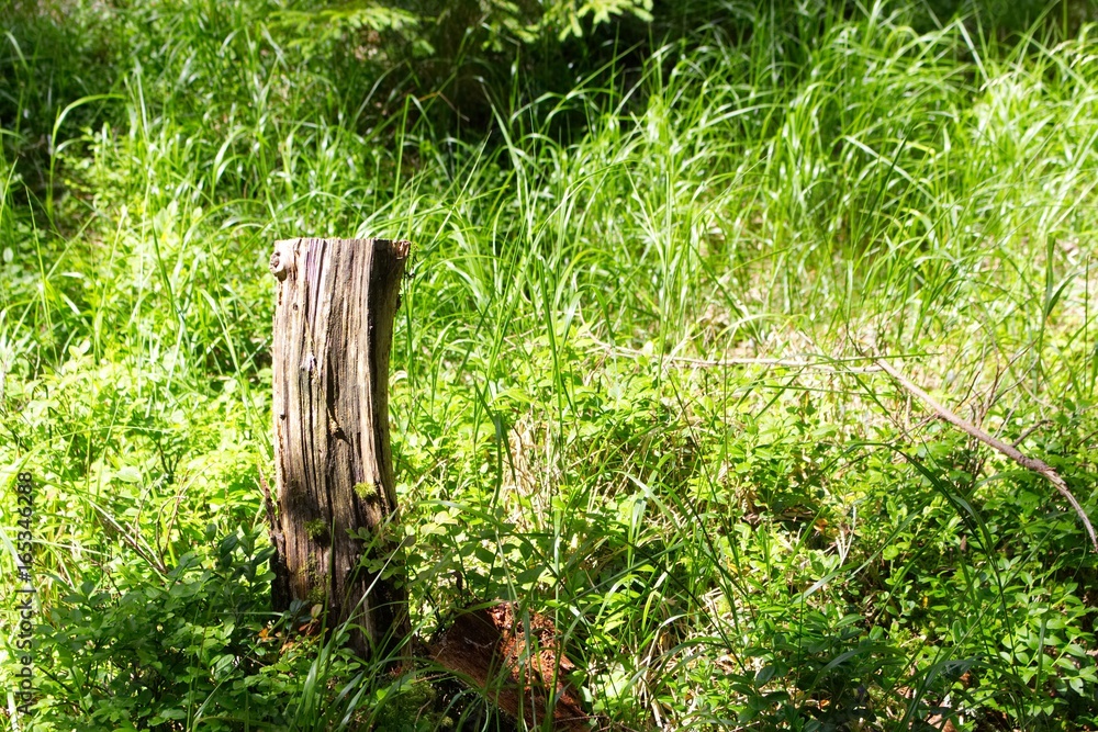 Photography of calm place in the forest with old stump. Photography of calm place in the forest with old stump.