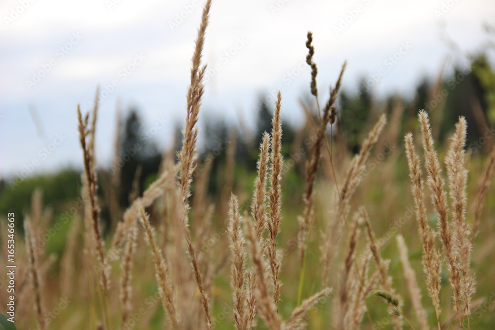 field field