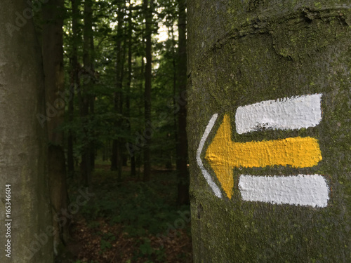 Yellow tourist mark on a tree. Great for your tourism, hiking and outdoor projects