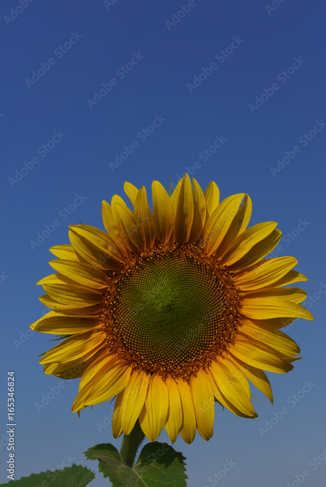 Sunflower in the open field, beautiful sunny day