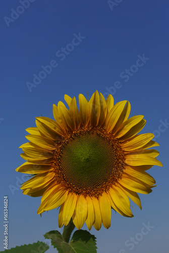 Sunflower in the open field  beautiful sunny day