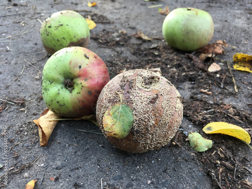 Rotten apples on ground. Great for your ecology / agriculture projects