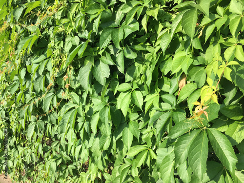 Leaves of creeper plant. Ideal as a background for your ecology / green projects.