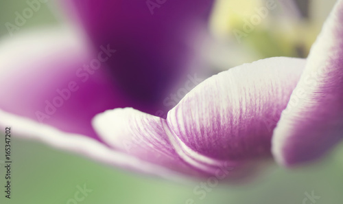 Close up of a tulip